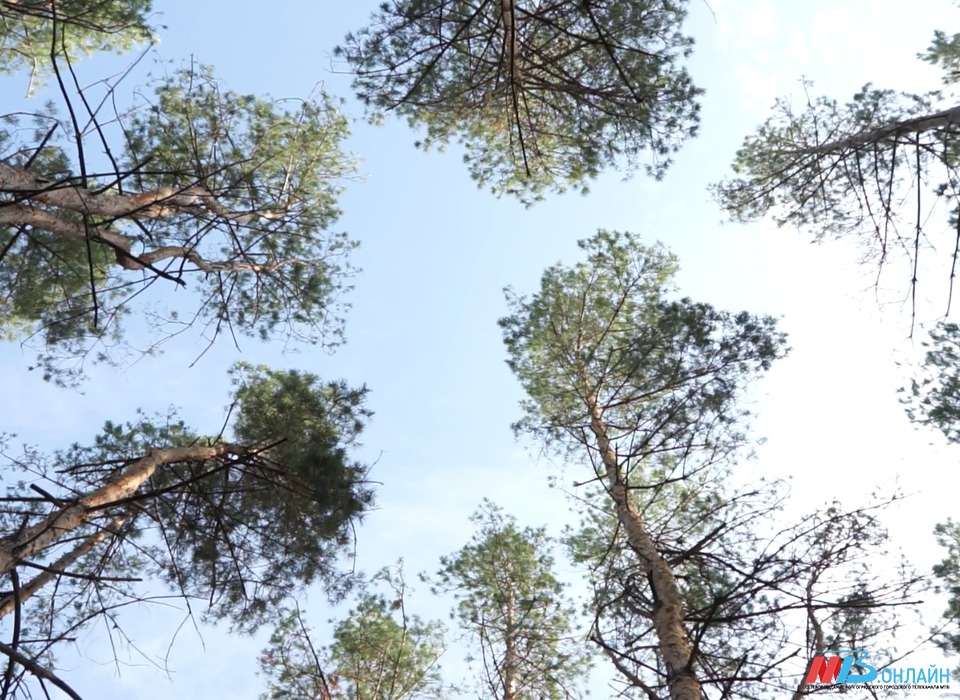 Леса Волгоградской области обработают от вредителей